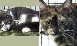 Domestic Short Hair - Shiitake & Tori - Medium - Baby - Female
These two kittens are siblings, born in approximately mid-June, and were rescued from Catskill, NY. Shiitake (the gray and white tiger) arrived with a leg injury that is now healed. She is not