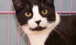 Domestic Short Hair - Simmy - Medium - Young - Male - Cat
Hi, my name is Simmy. I am a nice little boy who has had a string of bad luck. I got lost and found my way into a back yard in Gardiner where some folks were trapping cats to get them fixed. I got