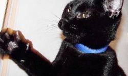 Domestic Short Hair - Simon - Medium - Young - Male - Cat
Hi, my name is Simon and I am a kitten in a sleek black fur coat. I look like a miniature black leopard, well almost! I was brought in to Lollypop Farm because the landlord would not allow. I am a
