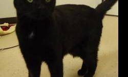Domestic Short Hair - Skitz - Medium - Young - Male - Cat
Skitz is a cool cat. She can be a little skitzy just as his name says. For the most part he is well behaved. He is like a 2 year old child into everything. He is an active, playful, fun loving boy.