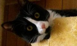 Domestic Short Hair - Skunky - Small - Young - Female - Cat
Skunky is about 1 1/2 years old. She was left in the summer heat in cage as a kitten in a parking lot before we found her. Examined, deparasitized, indoor kitty vaccines, FIV/FeLV negative,