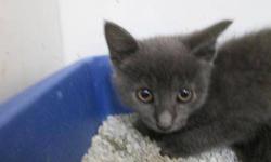 Domestic Short Hair - Smoke - Medium - Baby - Female - Cat
Hi! My name is Smoke! I'm brand new at MHAA. I'm a good kitten, and I love to play! I love toys and other kittens. I've heard I'll be getting a home soon and I'm excited, even though I don't know