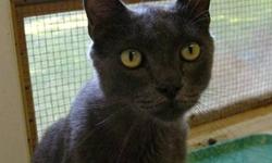 Domestic Short Hair - Smokey - Large - Baby - Male - Cat
CHARACTERISTICS:
Breed: Domestic Short Hair
Size: Large
Petfinder ID: 26272006
CONTACT:
Elmira Animal Shelter | Elmira, NY | 607-737-5767
For additional information, reply to this ad or see:
