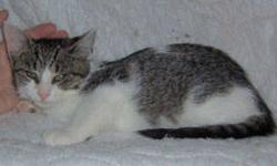 Domestic Short Hair - Smudgey - Medium - Young - Female - Cat
Smudgey is a gorgeous girl with the most unusual coloring and markings. Her tiger stripes are black on gray, very smokey and exotic looking. Smudgey's a little over a year old. She was rescued