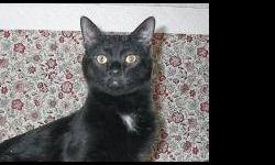 Domestic Short Hair - Smudgy - Medium - Adult - Male - Cat
Smudgy was adopted one year ago and is now losing his home because owner is moving in with allergic boyfriend.Great pair of declawed cats smudgy must be adopted with his sister Mimi....