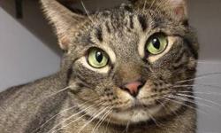 Domestic Short Hair - Snickers - Extra Large - Adult - Male
Snickers is full of LOVE! This sweet boy headbutts you and purrs and just loves everyone! He is super sweet!!
Snickers was born around 9/24/08.
CHARACTERISTICS:
Breed: Domestic Short Hair
Size: