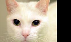Domestic Short Hair - Snowy - Large - Adult - Female - Cat
CHARACTERISTICS:
Breed: Domestic Short Hair
Size: Large
Petfinder ID: 25190394
ADDITIONAL INFO:
Pet has been spayed/neutered
CONTACT:
Animal Care & Control of New York City - Brooklyn | Brooklyn,