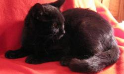 Domestic Short Hair - Solo - Medium - Adult - Female - Cat
So very soft
Solo was born on 8/1/10 on a mean street in a tough area, but thankfully delivered to us with her mom and 3 siblings (even though they were all sitting in an inch of water). After a