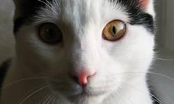 Domestic Short Hair - Solo - Medium - Young - Male - Cat
A spectacular cat, inside and out, this little guy is gentle, loving and gets along with everyone - cats, dogs and especially kids. He'll fill up your heart and fill up your life. Take a look, too,