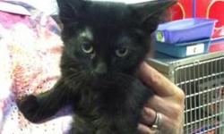 Domestic Short Hair - Sonny - Small - Baby - Male - Cat
Adoption Process: HAHS has an adoption application that you can fill out if you are interested in one of our animals. Once we receive the application we review and contact veterinary and personal