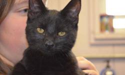 Domestic Short Hair - Soot - Large - Baby - Male - Cat
CHARACTERISTICS:
Breed: Domestic Short Hair
Size: Large
Petfinder ID: 24799509
CONTACT:
Elmira Animal Shelter | Elmira, NY | 607-737-5767
For additional information, reply to this ad or see: