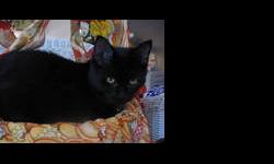 Domestic Short Hair - Sophia - Small - Baby - Female - Cat
Sophia and Olivia were rescued after their mother was hit by a car. They are apporoximately 4-5 months old. They were recently spayed. They are feline leukemia negative and have had rabies and