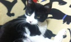 Domestic Short Hair - Sophie - Medium - Adult - Female - Cat
SOPHIE DOMESTIC SHORT HAIR TUXEDO (BLACK & WHITE) ARRIVED 06/19/12 @ 7 LBS @ ONE-YEAR-OLD Sophie is a loving and playful cat that was surrendered by a citizen that had way too many cats to care