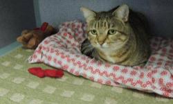 Domestic Short Hair - Sophie - Medium - Young - Female - Cat
I am a very sweet, very pretty young girl and unfortunately when I get stressed I have episodes of sterile cystitis. I have been told that my condition can be controlled with proper care that