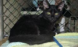 Domestic Short Hair - Sophie - Medium - Young - Female - Cat
CHARACTERISTICS:
Breed: Domestic Short Hair
Size: Medium
Petfinder ID: 26165021
CONTACT:
Elmira Animal Shelter | Elmira, NY | 607-737-5767
For additional information, reply to this ad or see:
