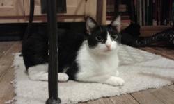 Domestic Short Hair - Sophie - Medium - Young - Male - Cat
What You Need in Order to Adopt
When you are ready to visit the 92nd Street ASPCA Adoption Center, please note the following to facilitate the adoption process:
* You must be 21 years of age or