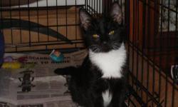 Domestic Short Hair - Squirt - Medium - Baby - Female - Cat
Hi! My name is Squirt. I am a little girl with tuxedo coloring. I have really enjoyed living in a home and have become a very outgoing and confident kitten. My foster family calls me a trouble