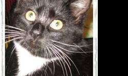 Domestic Short Hair - Stella - Small - Baby - Female - Cat
Stella (pictured here with her brother Chance who is also for adoption) is a sweet little kitten. She is looking for a loving home where she share her sweet personality with someone who loves her?