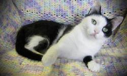 Domestic Short Hair - Streep - Medium - Adult - Female - Cat
My name is Streep and I came to the shelter as a stray in July 2012. I am an adult female. I came to the shelter with my babies, and we all got movie star names! My babies were all adopted