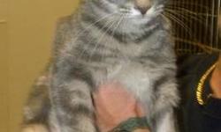 Domestic Short Hair - Stubby*at Petsmart* - Medium - Baby
***AT PETSMART***Hi, my name is Stubby! I'm a very pretty, 4 month old, spayed female, gray tiger kitten. I'm lovable and affectionate and I like to play. I have lived in a foster home with other