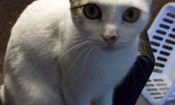 Domestic Short Hair - Suzie Q - Small - Young - Female - Cat
Suzie Q (a.k.a. CutieGirl) is an absolutely adorable little sweetheart with the prettiest little face, big green eyes, little brown nose, and white feet and white tippytail. She has the