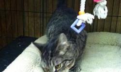 Domestic Short Hair - Sweet Pea - Medium - Young - Female - Cat
CHARACTERISTICS:
Breed: Domestic Short Hair
Size: Medium
Petfinder ID: 25114321
CONTACT:
SPCA Serving Allegany County | Wellsville, NY | 585-593-2200
For additional information, reply to this
