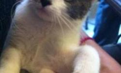 Domestic Short Hair - Sweetie- Video - Small - Adult - Female
Sweetie was a stray cat in the city who was thrown out of a second story window. As a result, one of her back legs had to be removed. She is a very sweet and affectionate girl. She likes to