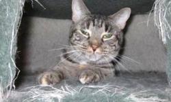 Domestic Short Hair - Tara - Small - Senior - Female - Cat
Tara is a brown female tiger kitty with beautiful golden eyes. She is about 9 years old. She was brought in to Lollypop Farm because her owner moved and could not take her along. She is a very