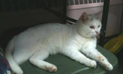 Domestic Short Hair - Taver - Large - Adult - Male - Cat
Taver is a big old lazy boy. He gets along with other cats and is friendly, often waiting at the door when his foster mom comes back home after being out. He likes to be brushed and lets you trim