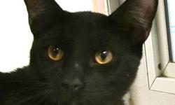 Domestic Short Hair - Teddy - Medium - Young - Male - Cat
I am a sweet and friendly boy who wants to get out and play. I love to be petted and have attention, and I get along with other cats well Please stop by the shelter and see how cute I am in person.