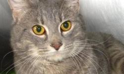 Domestic Short Hair - Theodore*at Petsmart* - Medium - Adult
***AT PETSMART***Hi, my name is Theodore! I'm a handsome, 1 year old, gray tiger kitty. I'm sweet and friendly and I love to get attention. I would prefer to be an only cat. Come say hi to me
