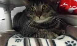 Domestic Short Hair - Tiger - Medium - Young - Male - Cat
CHARACTERISTICS:
Breed: Domestic Short Hair
Size: Medium
Petfinder ID: 25204471
ADDITIONAL INFO:
Pet has been spayed/neutered
CONTACT:
The Humane Society | Binghamton, NY | 607-724-3709
For