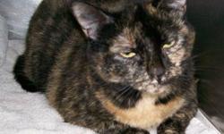Domestic Short Hair - Tiggs - Large - Adult - Female - Cat
CHARACTERISTICS:
Breed: Domestic Short Hair
Size: Large
Petfinder ID: 25356945
ADDITIONAL INFO:
Pet has been spayed/neutered
CONTACT:
Lollypop Farm, Humane Society of Greater Rochester | Fairport,