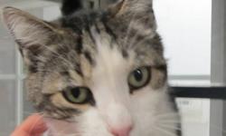 Domestic Short Hair - Tipper - Medium - Senior - Male - Cat
I am a friendly adult boy who is very affectionate and loves to be petted. I came to the shelter as a stray and would love to have a safe warm home to sleep in the sun. I am a clean boy and get