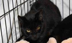 Domestic Short Hair - Tish - Small - Adult - Female - Cat
BORN:12/24/12
SEX: Spayed Female
COLOR: Black
BREED: Domestic SH
WEIGHT: 7 lb. 6 oz.
CAME TO ARF: Owner Surrender
PERSONALITY: Tish is a cat that can be very shy at first but warms up quickly and