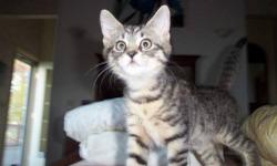 Domestic Short Hair - Toby - Medium - Baby - Male - Cat
Adoption Process: HAHS has an adoption application that you can fill out if you are interested in one of our animals. Once we receive the application we review and contact veterinary and personal