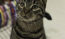Domestic Short Hair - Toby - Medium - Young - Male - Cat
Toby is a striking cat with tiger markings. He came to the Shelter along with his brother, Tierney.
CHARACTERISTICS:
Breed: Domestic Short Hair
Size: Medium
Petfinder ID: 24521318
ADDITIONAL INFO: