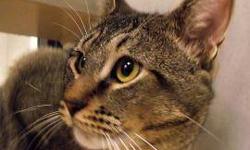Domestic Short Hair - Tomas - Large - Adult - Male - Cat
Tomas is a one-year-old male brown tiger cat. He was brought to the shelter with his brother Juan because their owners were moving and couldn't bring them along. These two are best of friends and
