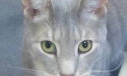 Domestic Short Hair - Tomtom - Medium - Adult - Male - Cat
I am a handsome and friendly boy who likes to be petted and have attention. I am an adult but still young enough to be playful, and I love having company. I get along with other cats and would
