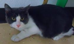 Domestic Short Hair - Tony - Medium - Adult - Male - Cat
Tony is a great boy with so much love to give! He is handsome and playful, and would make an excellent addition to any home! Tony will be neutered and up to date on his vaccinations before going