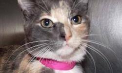 Domestic Short Hair - Tootie - Small - Baby - Female - Cat
CHARACTERISTICS:
Breed: Domestic Short Hair
Size: Small
Petfinder ID: 24165718
ADDITIONAL INFO:
Pet has been spayed/neutered
CONTACT:
Lollypop Farm, Humane Society of Greater Rochester | Fairport,