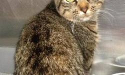 Domestic Short Hair - Tress - Medium - Adult - Female - Cat
Hi, my name is Tress! I'm a beautiful 1 1/2 year old, spayed female, gray tiger kitty. I'm sweet and loving and I like to be talked to and petted. I'm such a good girl, so meet me today!