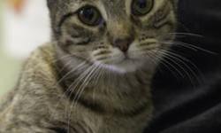 Domestic Short Hair - Trista - Medium - Young - Female - Cat
Trista is an adorable young tiger cat, whose tail looks like it's been dipped in orange!
CHARACTERISTICS:
Breed: Domestic Short Hair
Size: Medium
Petfinder ID: 24521668
CONTACT:
Finger Lakes