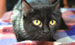 Domestic Short Hair - Trudi - Medium - Adult - Female - Cat
My name is Trudi and I was surrendered to the shelter in August 2012. I am an adult female. I am an easy-going girl!
Adoption Process: HAHS has an adoption application that you can fill out if