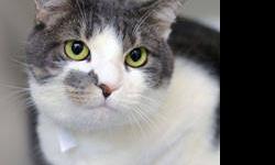 Domestic Short Hair - Twinkles - Medium - Adult - Male - Cat
MYM Feline-ality: Sidekick Like all sidekicks, I'm just plain good company. I like attention, and I also like my solitude. I don't go looking for trouble, but I'm no scaredy-cat, either. If you