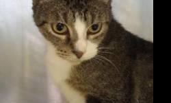 Domestic Short Hair - Vada - Medium - Adult - Female - Cat
My name is Vada.I was found at the shelter as a stray with what the staff believes was my brother. No one understands why I was dumped there. I am a very sweet cat, though I am a bit shy. I like