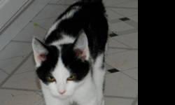 Domestic Short Hair - Walter - Small - Baby - Male - Cat
Walter has come a long way from the scared, semi-feral kitten that was dumped on the side of the road. He is very friendly, out-going, and isn't afraid of dogs. He has a very quiet meow, is litter