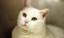 Domestic Short Hair - White - Anja - Medium - Adult - Female
Anja is a beautiful female adult DSH. She is affectionate and will rub against you for attention, and she likes her quiet time too. A home without dogs would be best.
CHARACTERISTICS:
Breed: