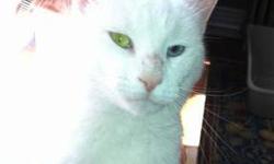 Domestic Short Hair - White - Bailey - Large - Adult - Male
Bailey was abandoned last year and has been on his own since then. But despite this is is an easy going, laid back cat who likes the company of people and, of course his regular meals. He is not