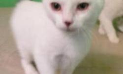 Domestic Short Hair - White - Bok Choy - Medium - Baby - Male
I'm Bok Choy, a new kitten at Mid Hudson Animal Aid! I came here with my two brothers, Watercress and Radish. We live in a special room at MHAA called the "Leukemia Room". I have to stay in